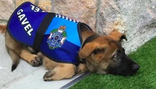 51热门今日吃瓜警犬,51热门今日趣味一幕