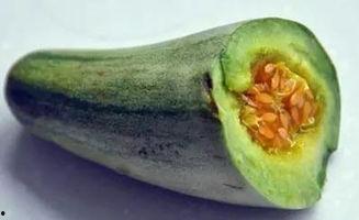 吃牛角瓜后黑便,揭秘食用后的消化反应