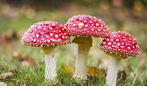 吃瓜黑料蘑菇视频,网络舆论背后的真相与反思