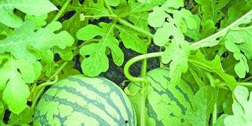 武汉爆料最新吃瓜,吃瓜群众揭秘幕后真相