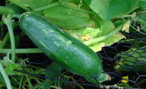 梦见别人给我吃黑瓜,黑瓜之谜，揭秘神秘梦境中的神秘馈赠