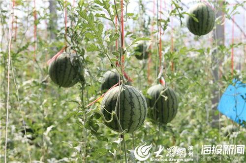 金乡近期热门吃瓜事件视频,揭秘近期热门事件背后的真相