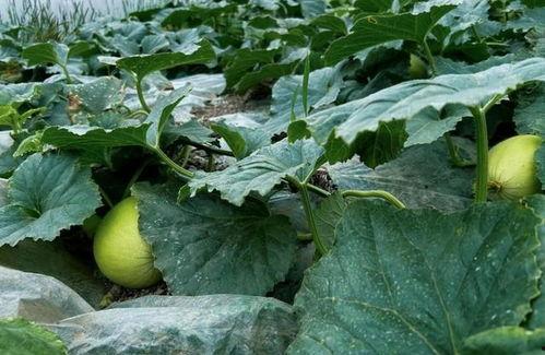 黑脆瓜可以吃吗,美味可口的健康佳品，您值得尝试！