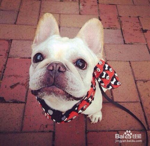 黑斗牛犬吃瓜,清凉一夏的甜蜜陪伴