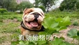 黑斗牛犬吃瓜,清凉一夏的甜蜜陪伴