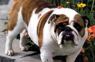 黑斗牛犬吃瓜,清凉一夏的甜蜜陪伴