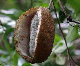 吃八月瓜热门文案,夏日消暑新宠，舌尖上的清新之旅