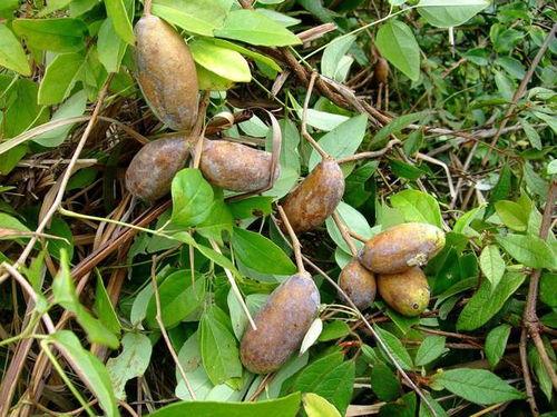 吃八月瓜热门文案,夏日消暑新宠，舌尖上的清新之旅