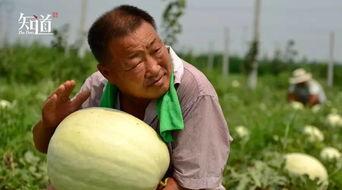 河北今日吃瓜新闻视频,视频揭秘事件真相，网友热议不断