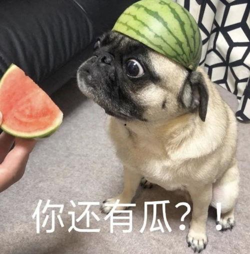 黑犬吃瓜表情包,趣味横生的网络文化现象