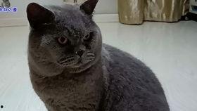 51今日吃瓜胖猫,胖猫带你领略趣味生活瞬间