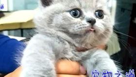 51今日吃瓜胖猫,胖猫带你领略趣味生活瞬间