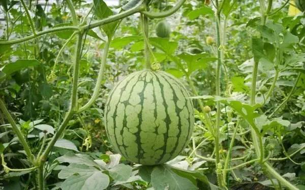 山西吃瓜热门事件真相,揭秘背后的真相与争议