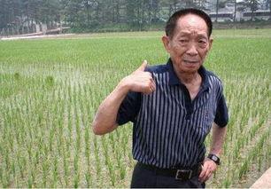 明星网红袁隆平,杂交水稻之父的传奇人生与农业创新之路”