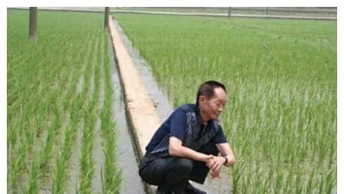 明星网红袁隆平,杂交水稻之父的传奇人生与农业创新之路”