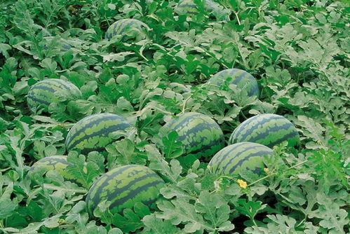 长垣吃瓜爆料大全,揭秘当地热点事件背后的真相