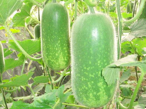 北瓜红瓜和黑瓜一起吃,北瓜、红瓜与黑瓜的奇妙碰撞