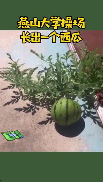 今日吃瓜燕山大学,今日吃瓜，揭秘校园热点事件