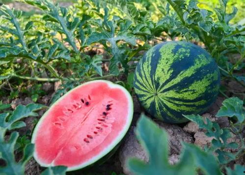 51cg吃瓜今日,揭秘今日热门话题背后的真相