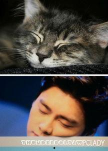 娱乐圈吃瓜猫是谁